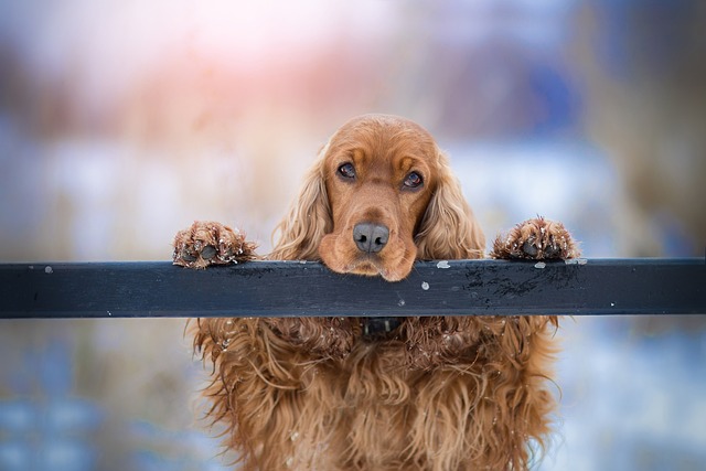 Vigtigheden af Hundetræning: En Dybere Forståelse